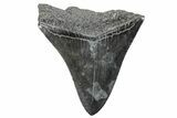 Partial Fossil Megalodon Tooth - Serrated Blade #289275-1